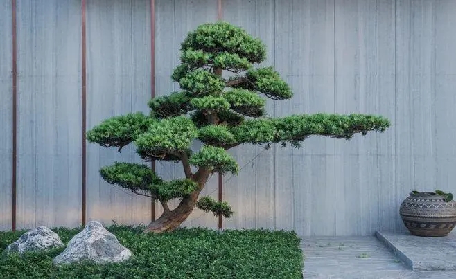 临猗景观松种植基地